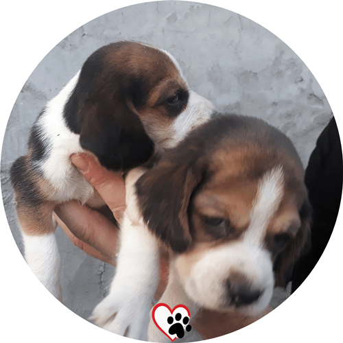 beagle köpek fiyat