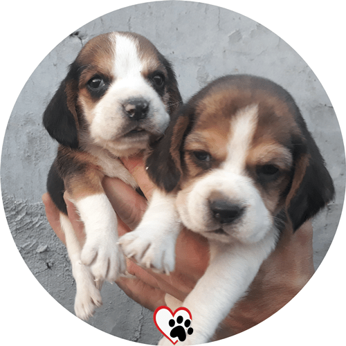 beagle köpek fiyatları