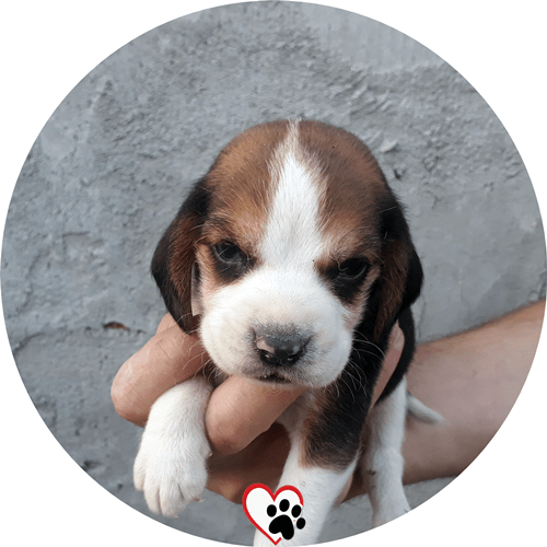 beagle köpek